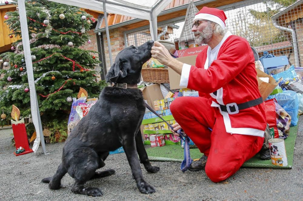Hundetrainer Matthias Herrmann gibt dem Labrador-Mischling Aaron ein Leckerli.