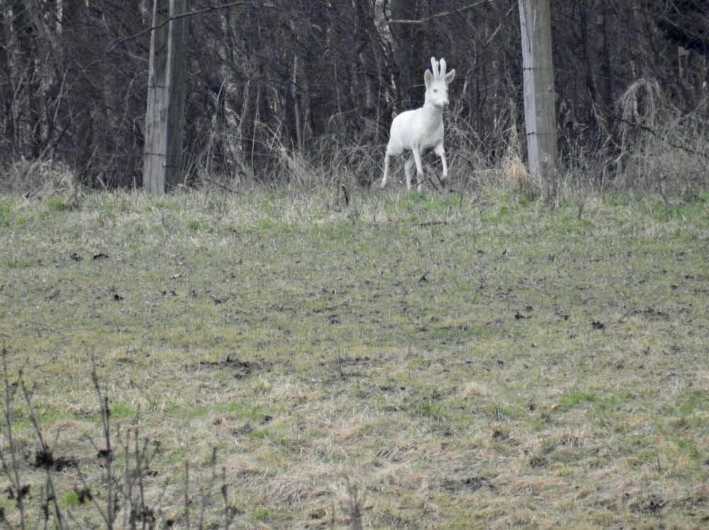 Eine so genannte „Stange“ weniger und Naumburg würde mit dem ersten je entdecktem Einhorn weltberühmt werden: Doch auch so ist das im Kroppental entdeckte Albino-Reh ein sehr seltener und noch dazu süßer Hingucker.