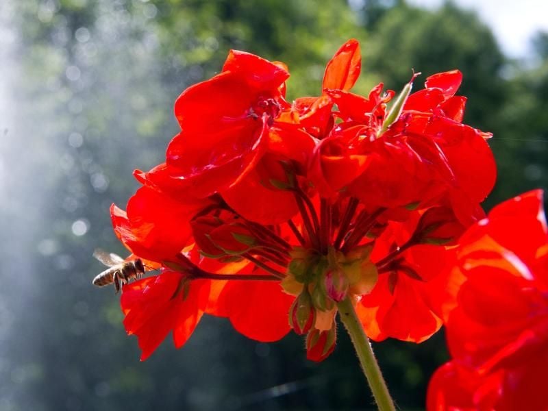 Für eine zweite Blüte ist es ratsam, die welken Blütenstände abzuschneiden. Doch das kann viel Arbeit in einem großen Garten machen, und unbedingt notwendig ist es nicht. Foto: Daniel Naupold/dpa