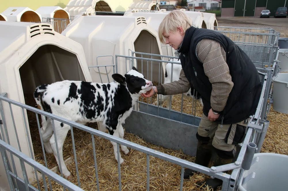 Auch die Kälbchen, hier mit Anna Kuchenbuch, mögen die Milch.