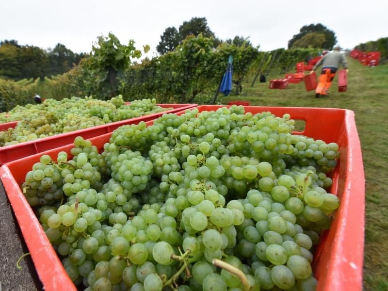 Weinlese Böddiger Berg. Foto: Uwe Zucchi/dpa/Archivbild