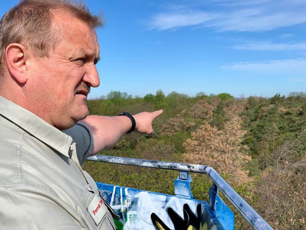 Revierförster Torsten Nieth blickt vom Aussichtsturm auf dem Kolkberg über die Wipfel der Dölauer Heide. Die braunen, abgestorbenen Kiefern sind gut zu sehen.