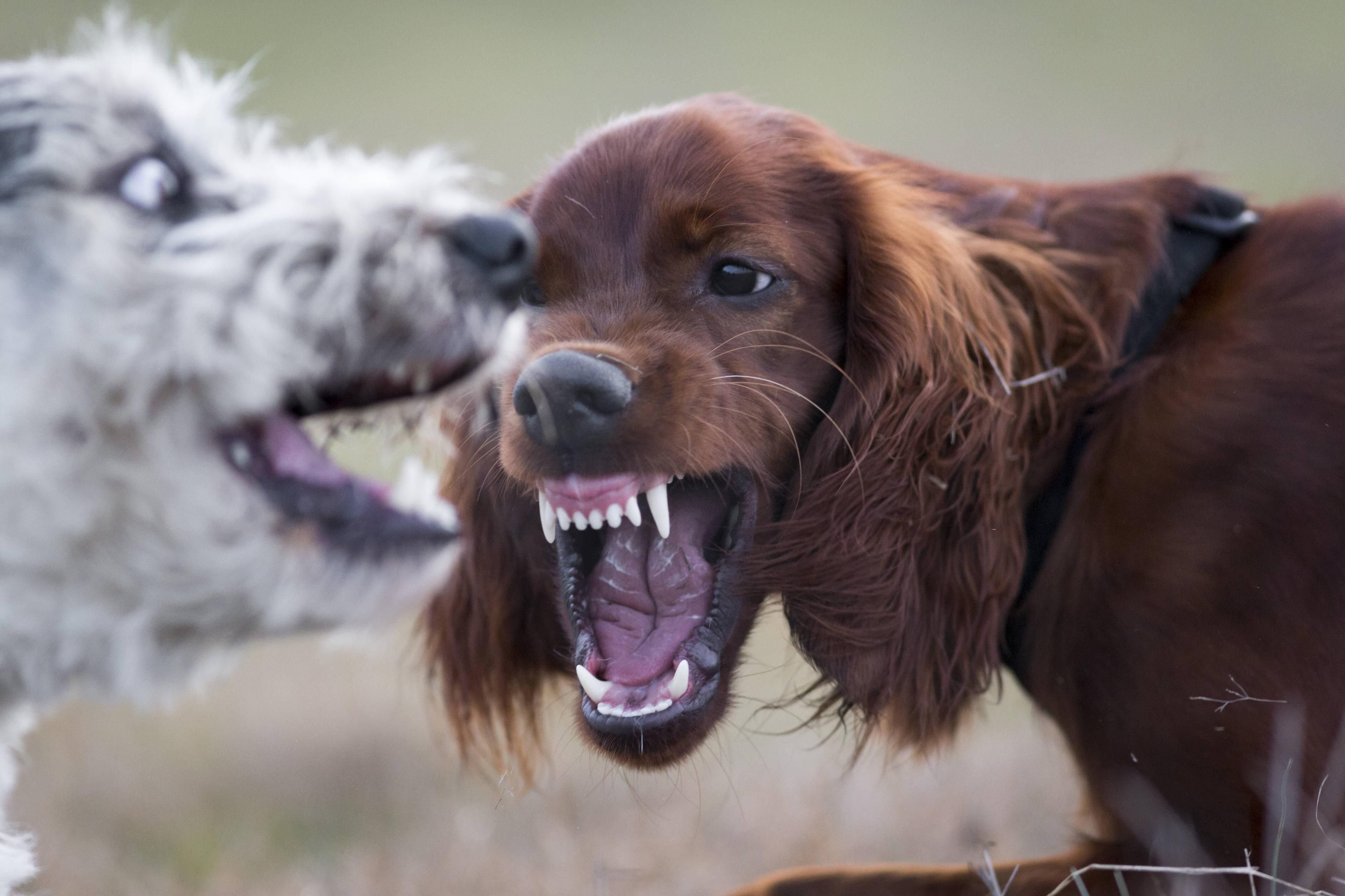 Ein Irish Setter, wie auf diesem Symbolfoto, wurde in Sachsen von seinem Besitzer erschossen. Das Tier war aggressiv.