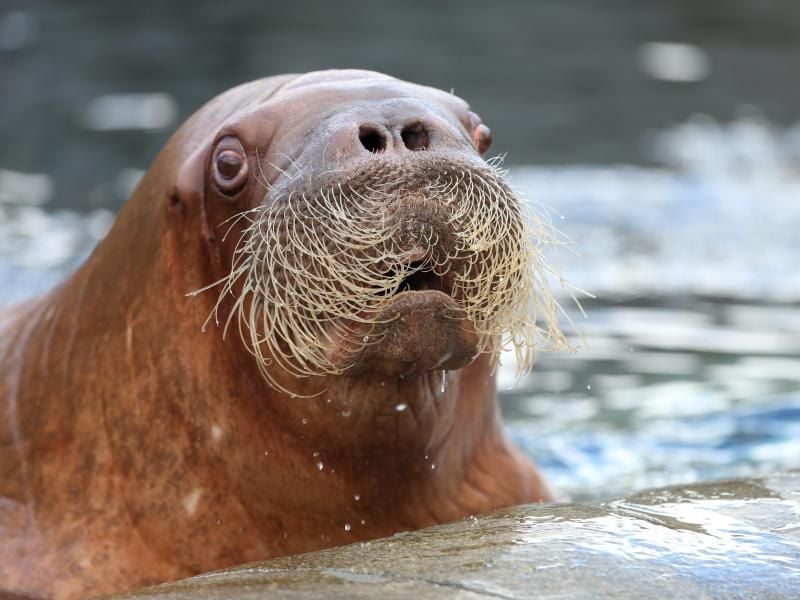Die Walrosskuh Dyna schwimmt im Tierpark Hagenbeck in Hamburg. Foto: Christian Charisius/Archiv