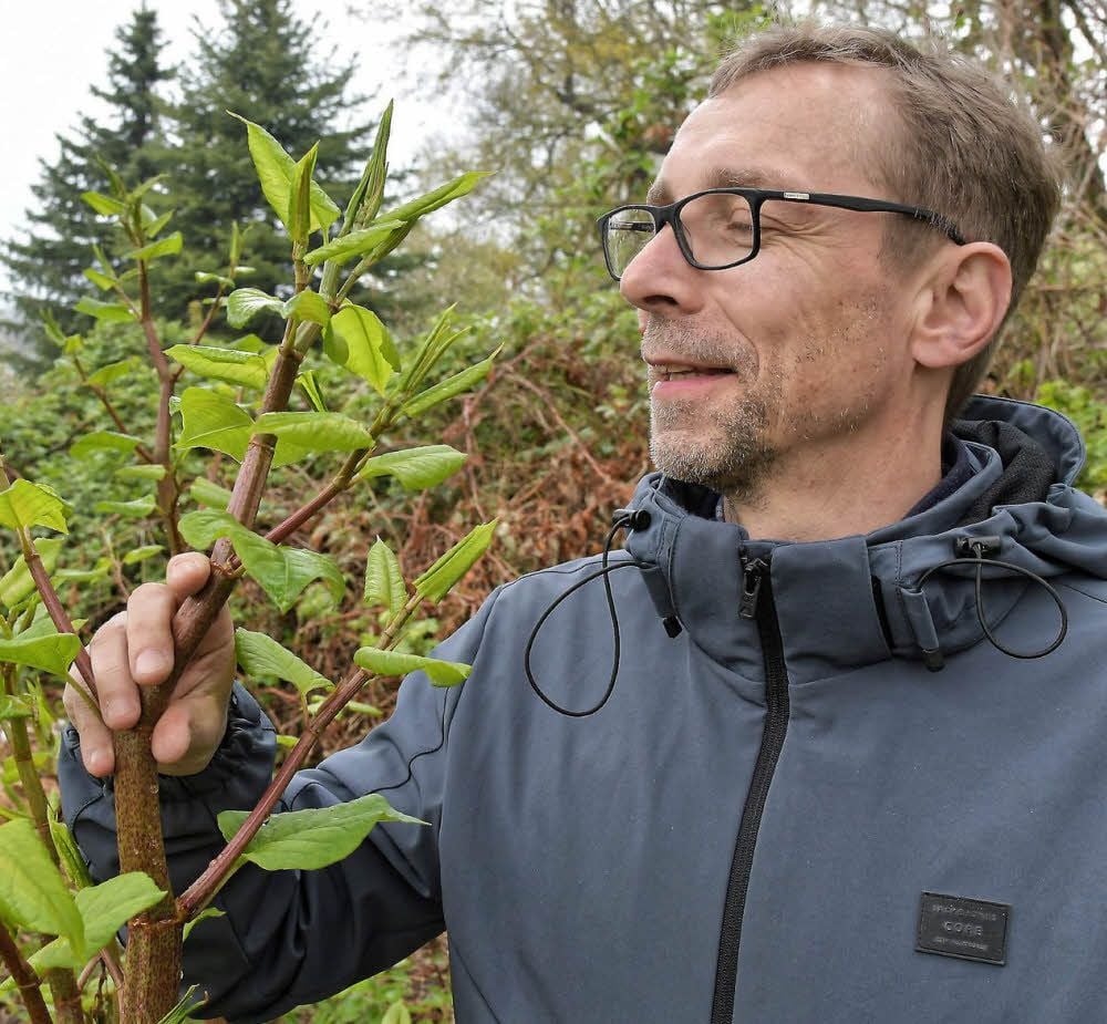 Guido Warthmann betrachtet den Japanischen Flügelknöterich.