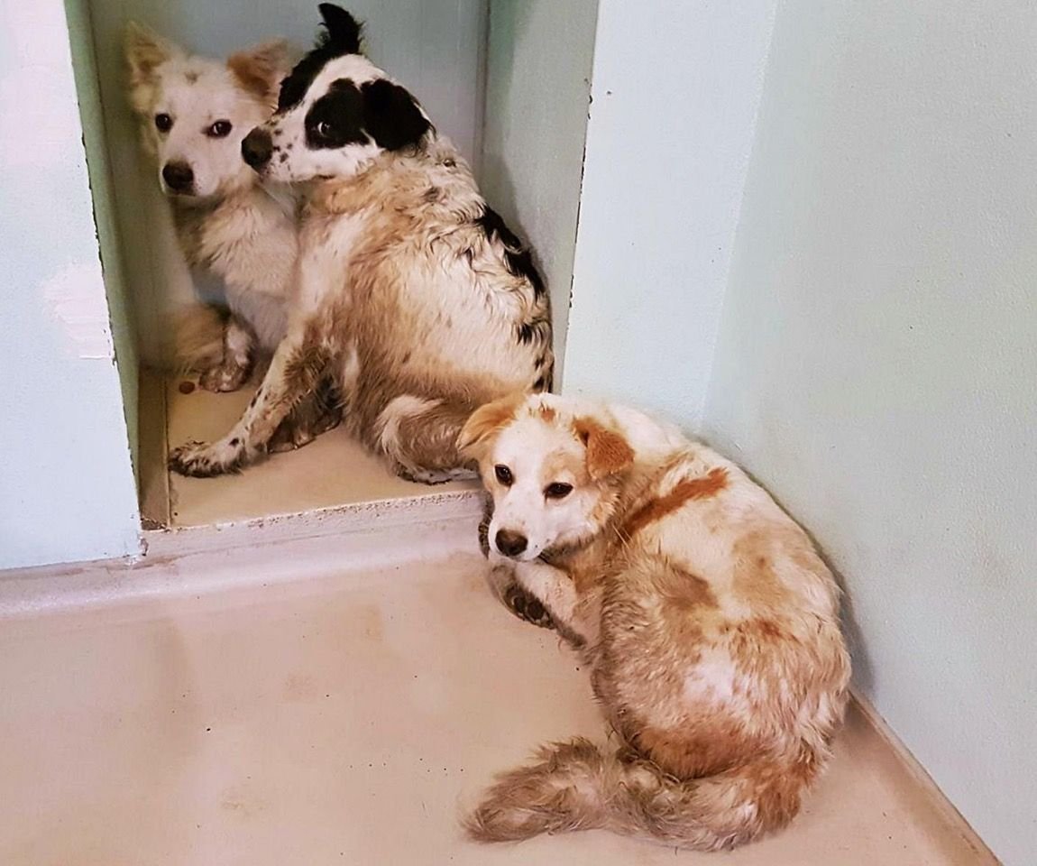 Das Tierheim Dessau hat drei verwahrloste Hunde gerettet.