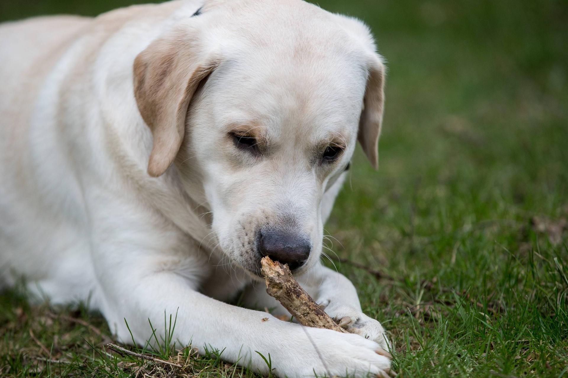 Ein Labrador mit dem Namen Lucy rettete einen US-Amerikaner vor einer langen Haftstrafe.