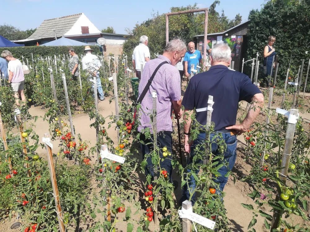 Im Tomatengarten in Aschersleben herrschte auch in diesem Jahr großer Andrang.