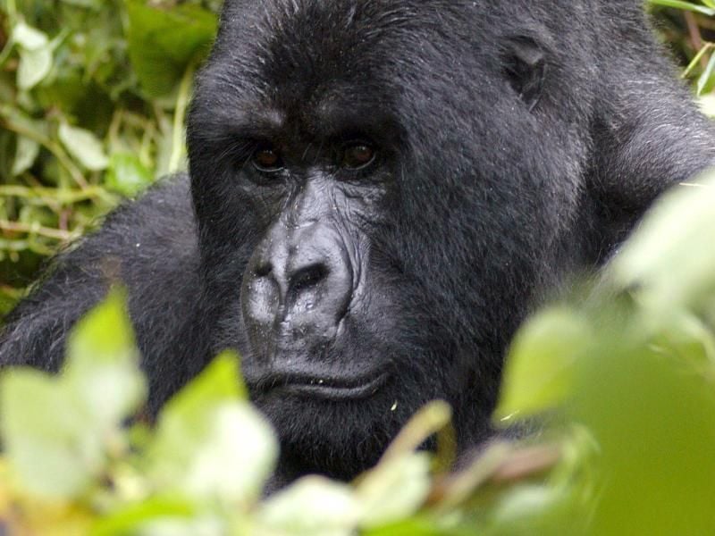 Mit dem Östlichen Gorilla (Gorilla beringei) ist nun auch der größte Menschenaffe vom Aussterben bedroht. Foto: Ricky Gare