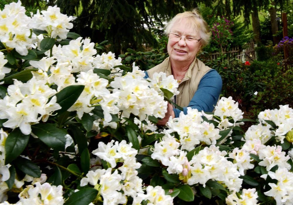 Blüte an Blüte: Gudrun Strauss hat ein Händchen für Rhododendren.