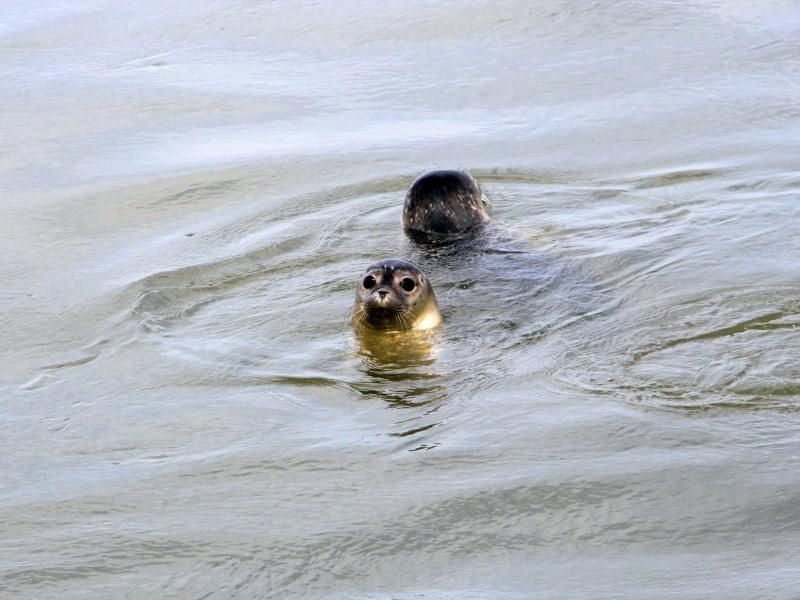 Zwei Seehunde schwimmen nach ihrer Auswilderung in der Nordsee. Foto: Wolfgang Runge/Archivbild