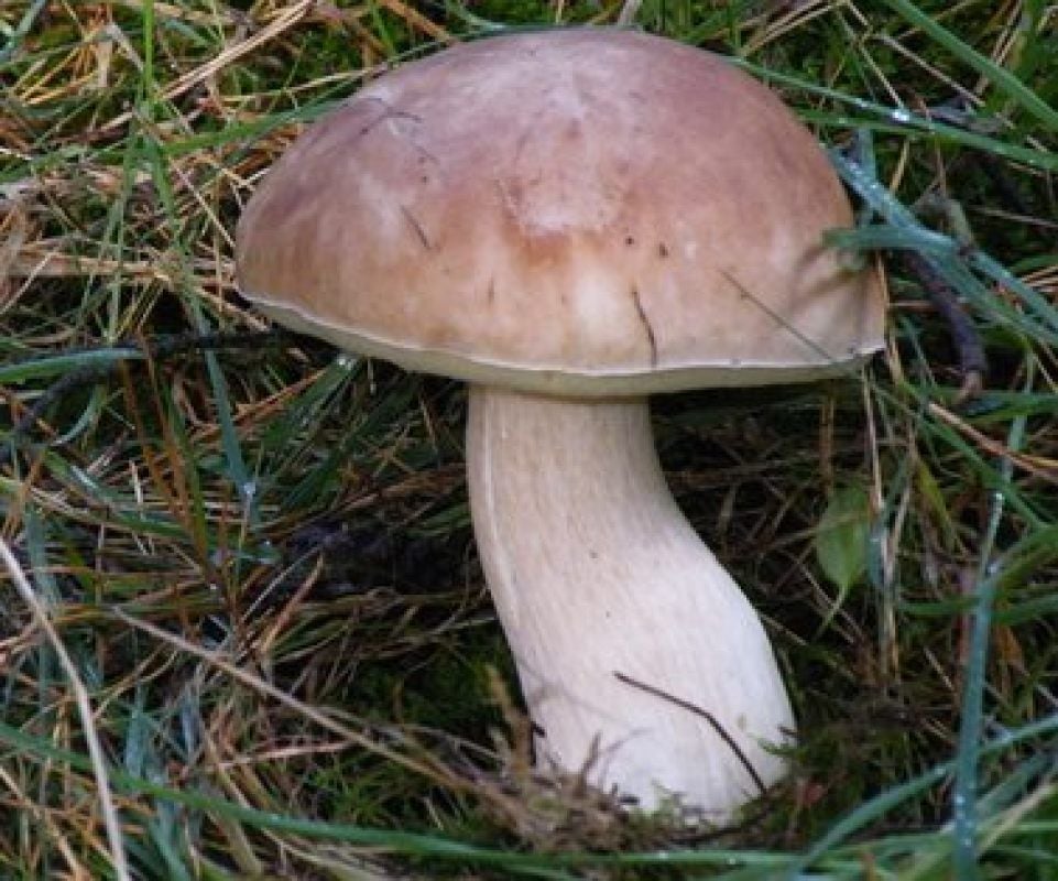 Den hat jeder Pilzfreund gern im Topf, den Steinpilz