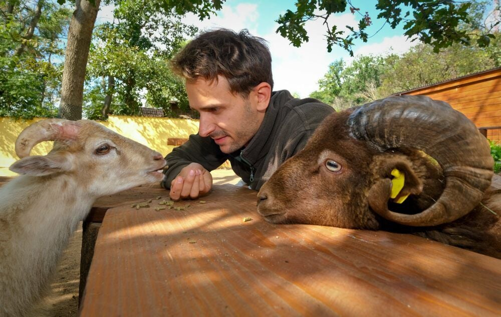 t Phillip Riederich mit den Quessant-Schafen im Streichelgehege des Tierparks