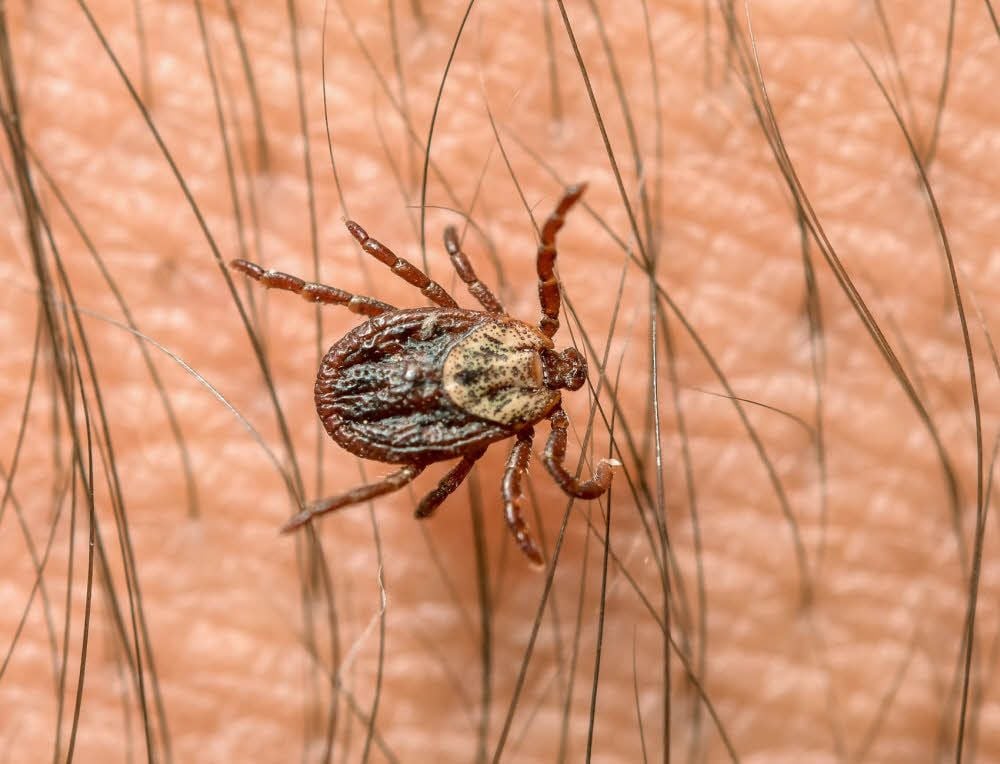 Zecken können Borreliose und FSME übertragen. Doch wie groß ist die Gefahr einer Infektion im Saalekreis?