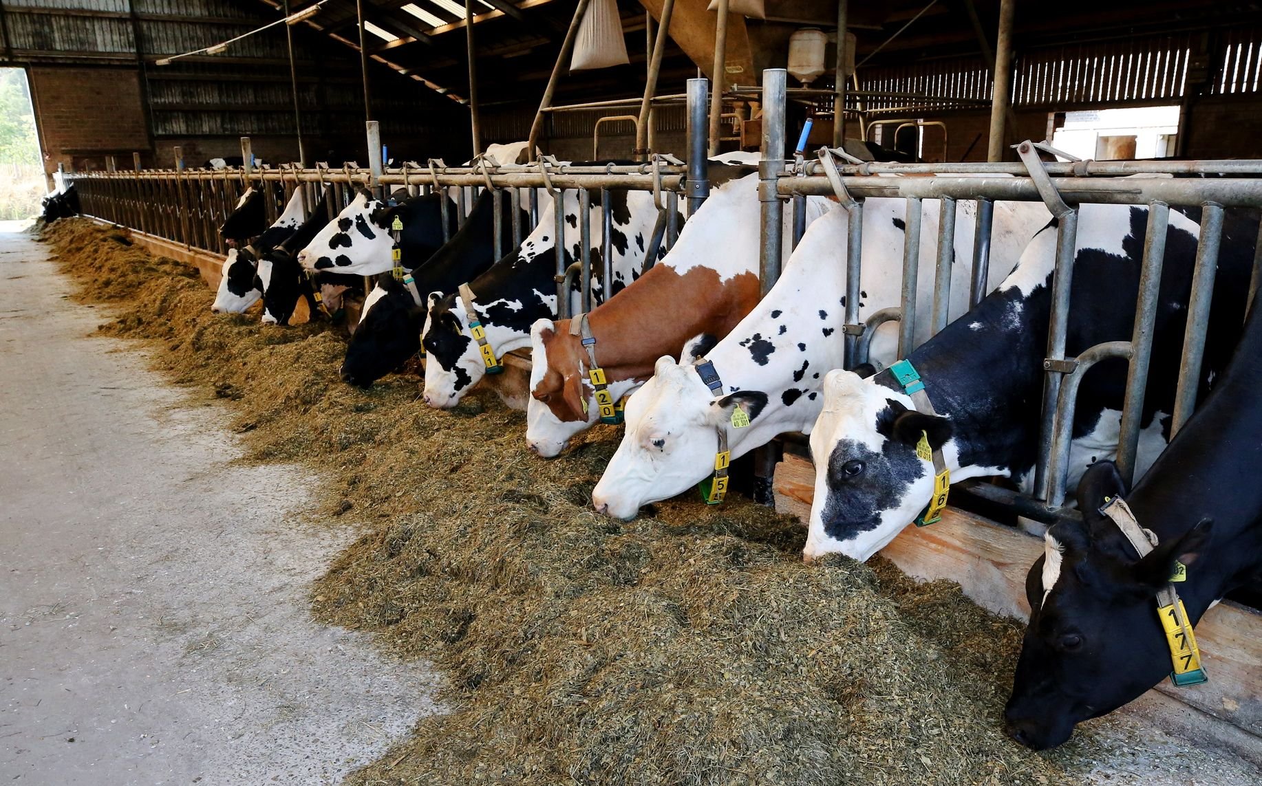 Der Lebensmittelhandel sollte mit höheren Preisen werben, „damit die Biomilchbauern ihre Qualitäten und das Wohl der Tiere auch honoriert bekommen“, sagt Michael Grolm von der Arbeitsgemeinschaft bäuerliche Landwirtschaft (AbL).