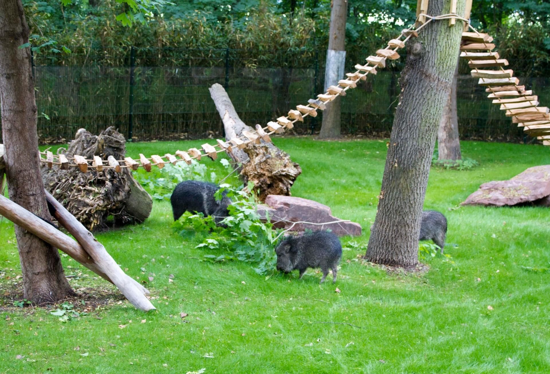 Pekaris in der Südamerika-Anlage des Zoos in Leipzig.