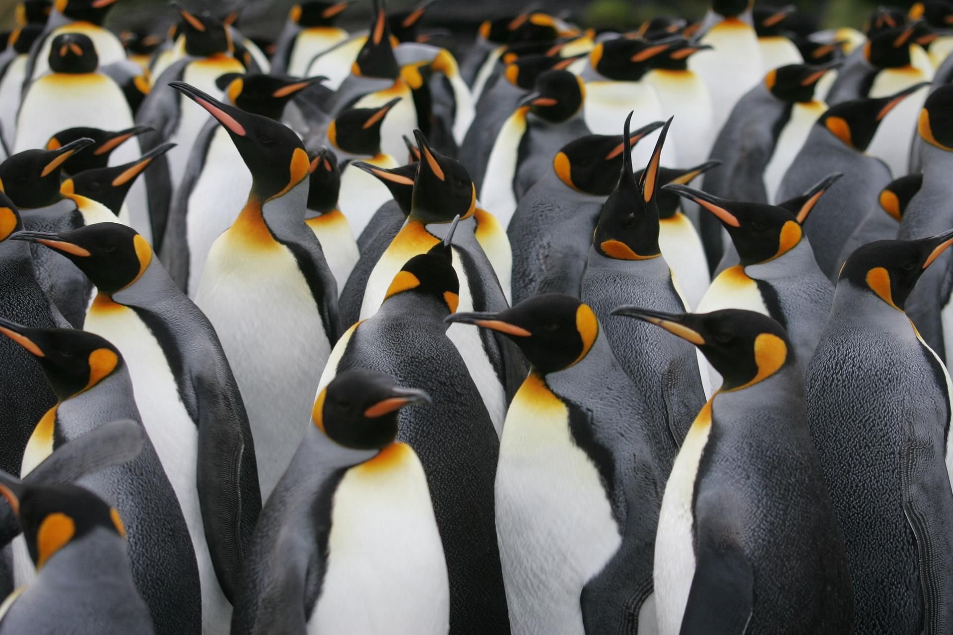 Kaiserpinguin-Kolonie