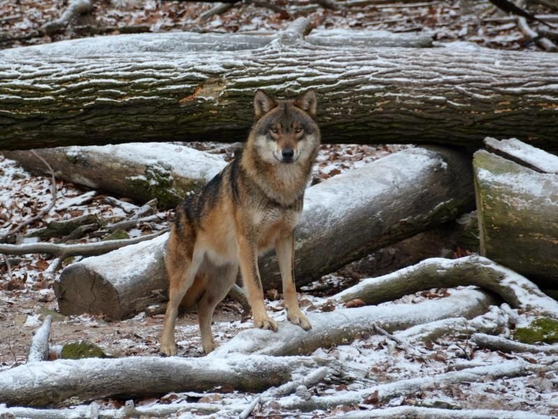 Ein Wolf blickt in seinem Gehege im Wildpark Knüll in die Kamera eines Fotografen. Foto: Jörn Perske/Archiv