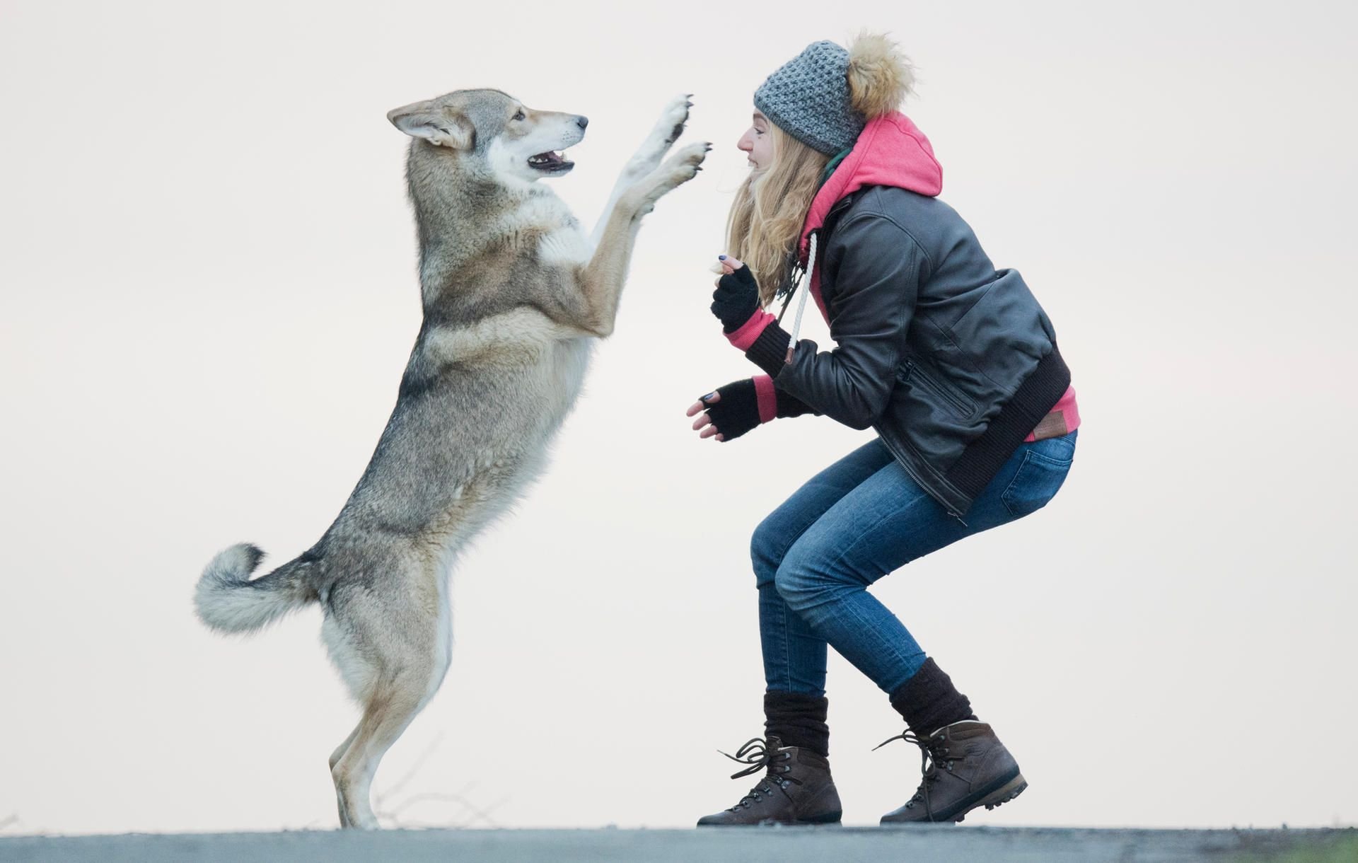 Wolfshund Elsa und ihre Besitzerin Daria Mathiaszyk spielen auf einen Feldweg bei Sende.
