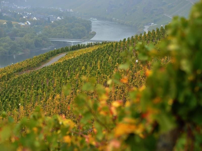 Abgeerntete Weinberge an der Mosel. Foto: Harald Tittel/Archiv