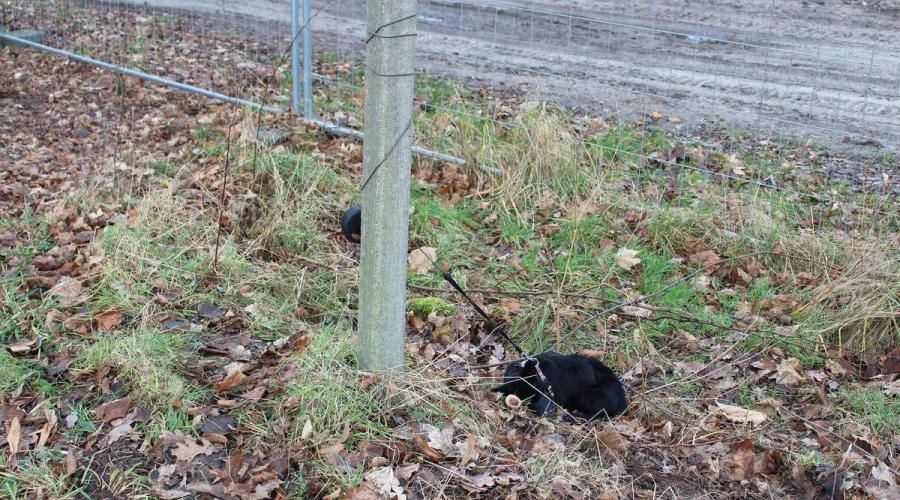 Der Hund war an einen Pfahl festgebunden.