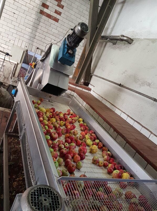 Auf dem Weg zur Mühle wird in Janisroda das angelieferte Obst auf diesem Förderband auf Qualität kontrolliert.