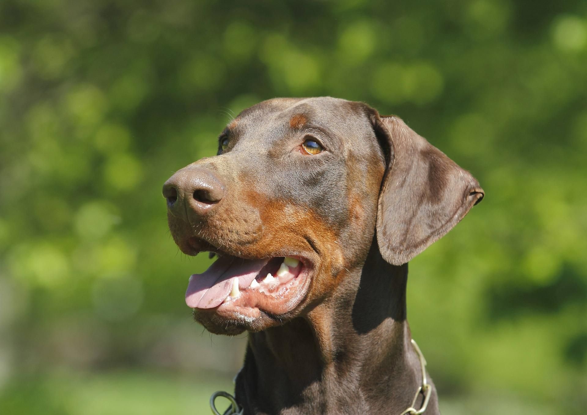 Ein Dobermann (Symbolbild)