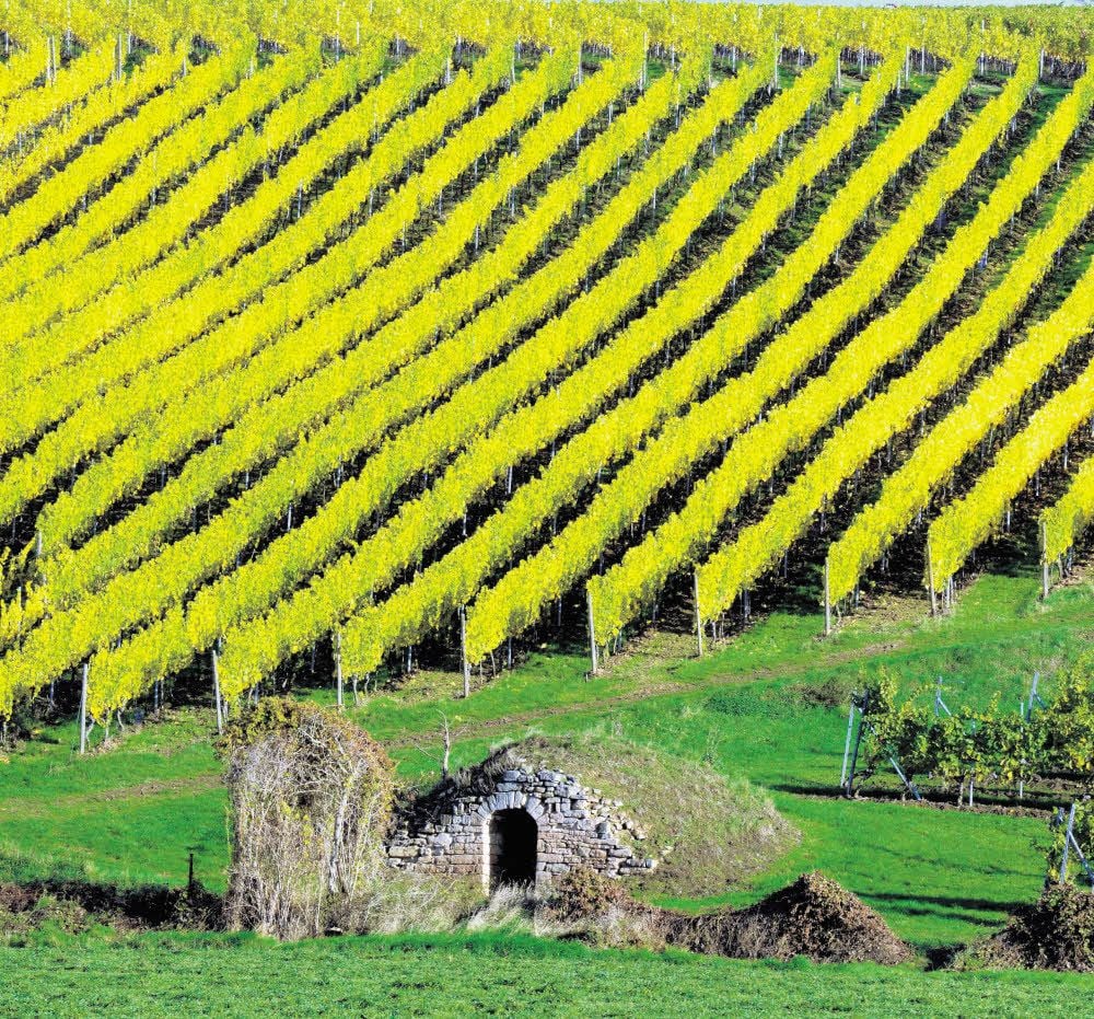 Golden leuchtet das Laub in den Weinbergen wie hier an der Welle bei Höhnstedt. Nach der Lese steht fest: Die Winzer sind zufrieden.