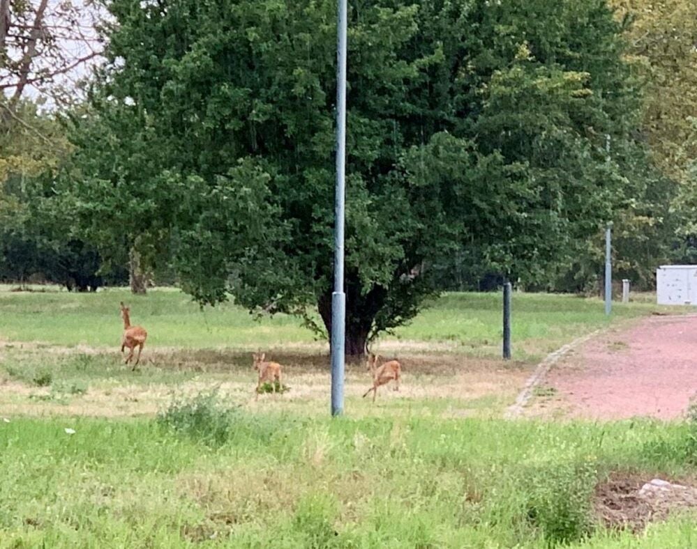 Rehe im Park in Heide-Süd: Auch am Sonntag waren die Wildtiere ganz in der Nähe der Wohnhäuser unterwegs.