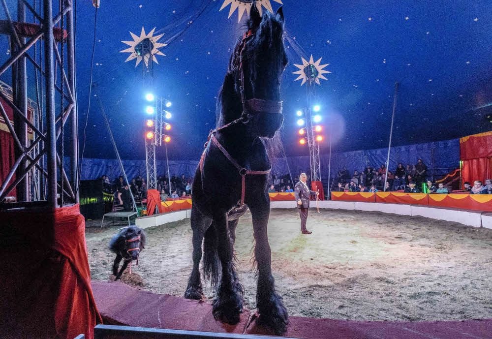 Der Zirkus ist da!