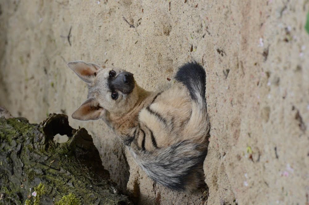 Erdwolfmännchen Ed lebt jetzt mit Partnerin Christel im Zoo Halle.