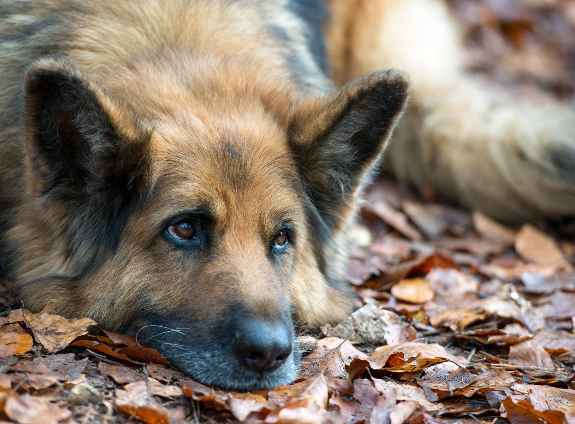 Ein Schäferhund (Symbolbild)