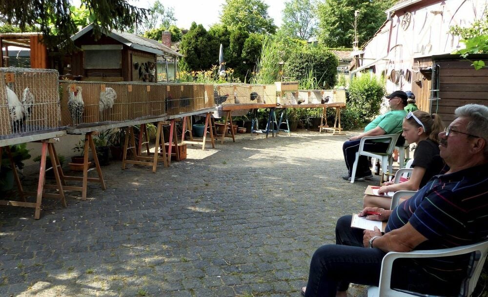 Zum achten Mal wollen es die Mitglieder des Gleinaer Geflügelzuchtvereins wissen: Welcher Hahn legt sich zum Krähen am kräftigsten in die Brust?