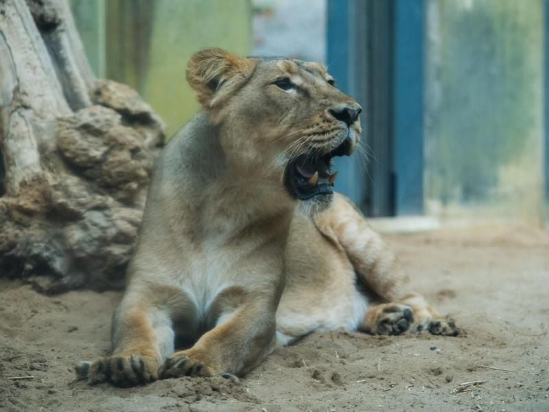 Die Löwin "Zarina" sitzt in ihrem Gehege im Zoo in Frankfurt am Main. Foto: Andreas Arnold