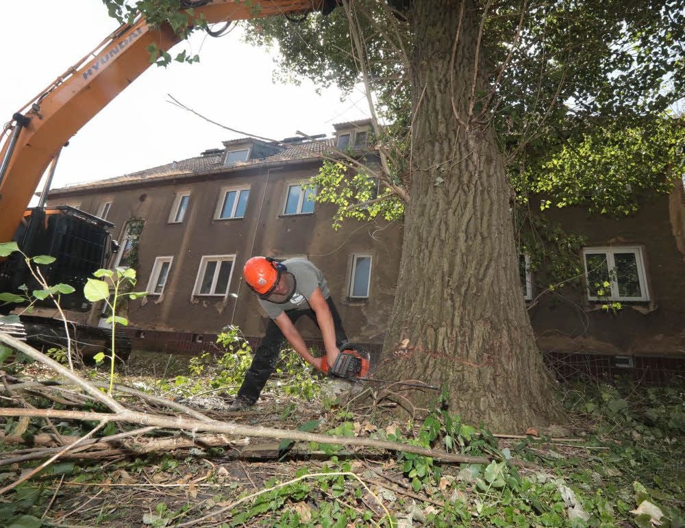 In einem Teil der Greppiner Gagfah-Siedlung sind 58 Bäume gefällt worden. Nach Abriss der Blöcke soll dort ein Wohnpark entstehen.