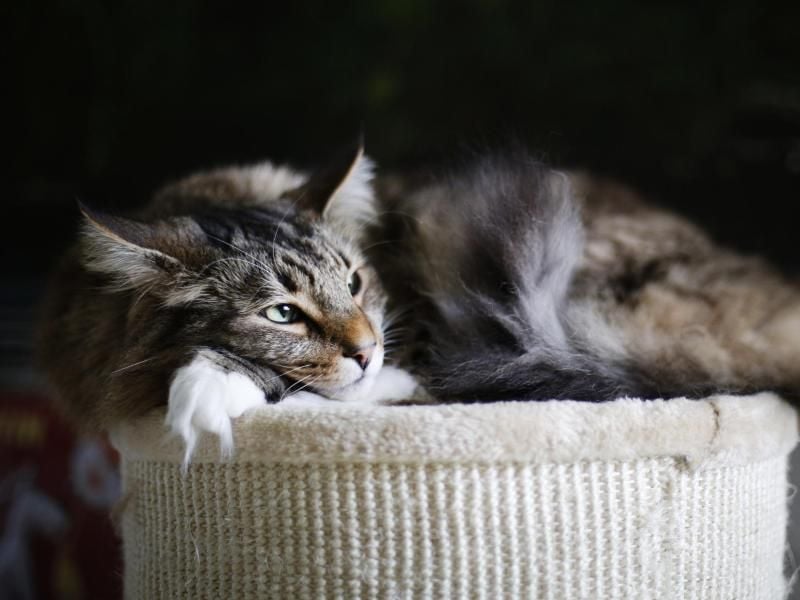 So erkennen Sie Arthrose bei Katzen