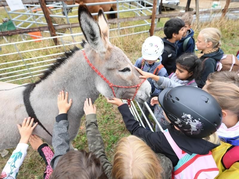 Schüler streicheln im Rahmen des Hessischen Grundschultags auf dem Hofgut Neuhof eine Eselin. Foto: Arne Dedert