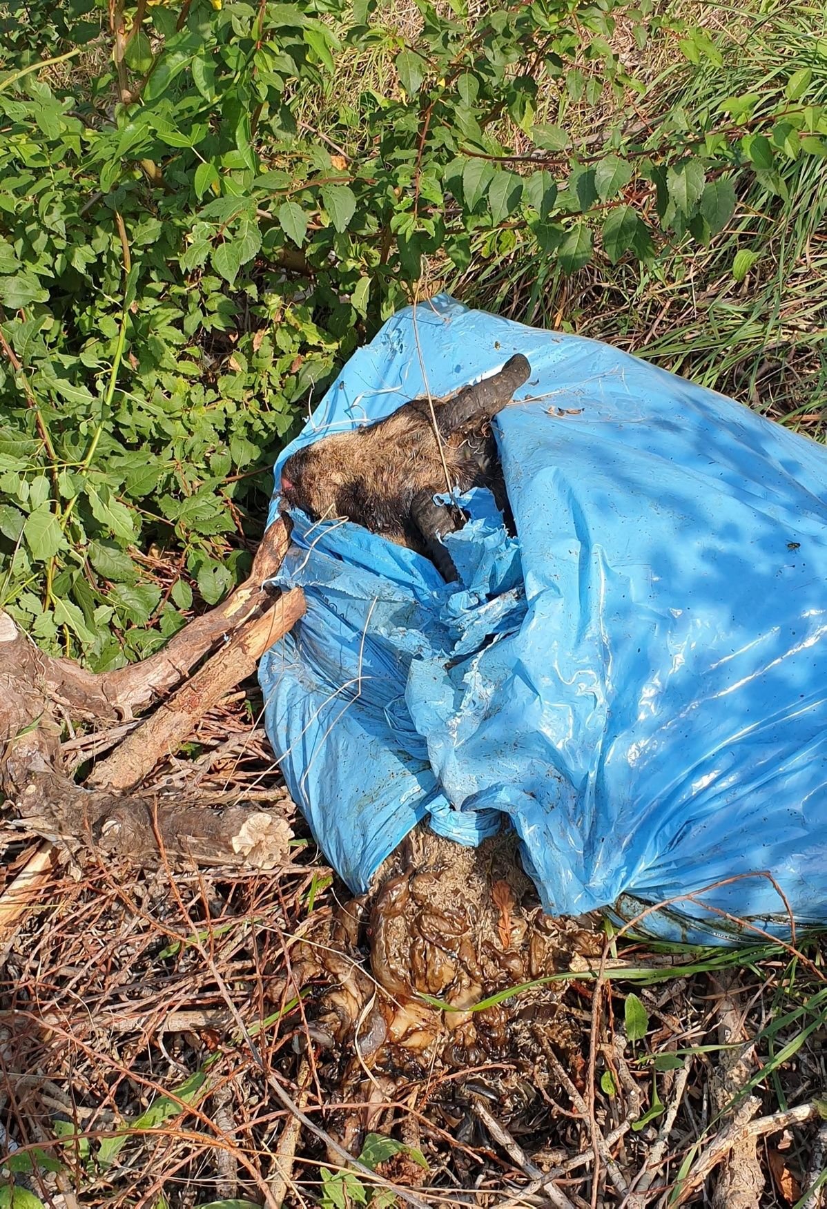 Nicht nur der Kopf des Tieres schaut aus der Tüte, auch an den Gedärmen haben sich Tiere schon bedient.