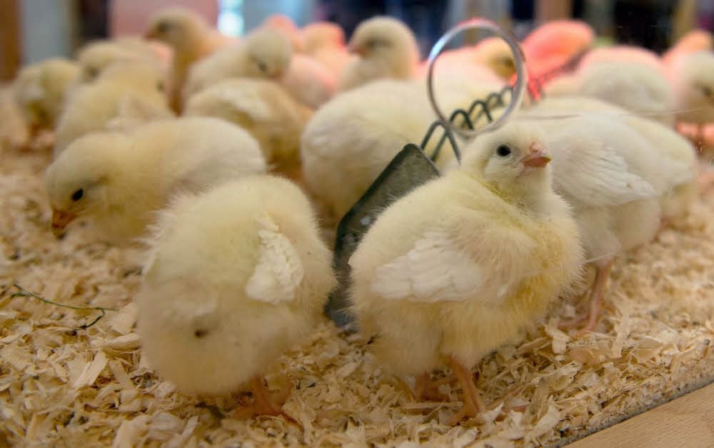 Diese Küken sind gerade frisch geschlüpft.