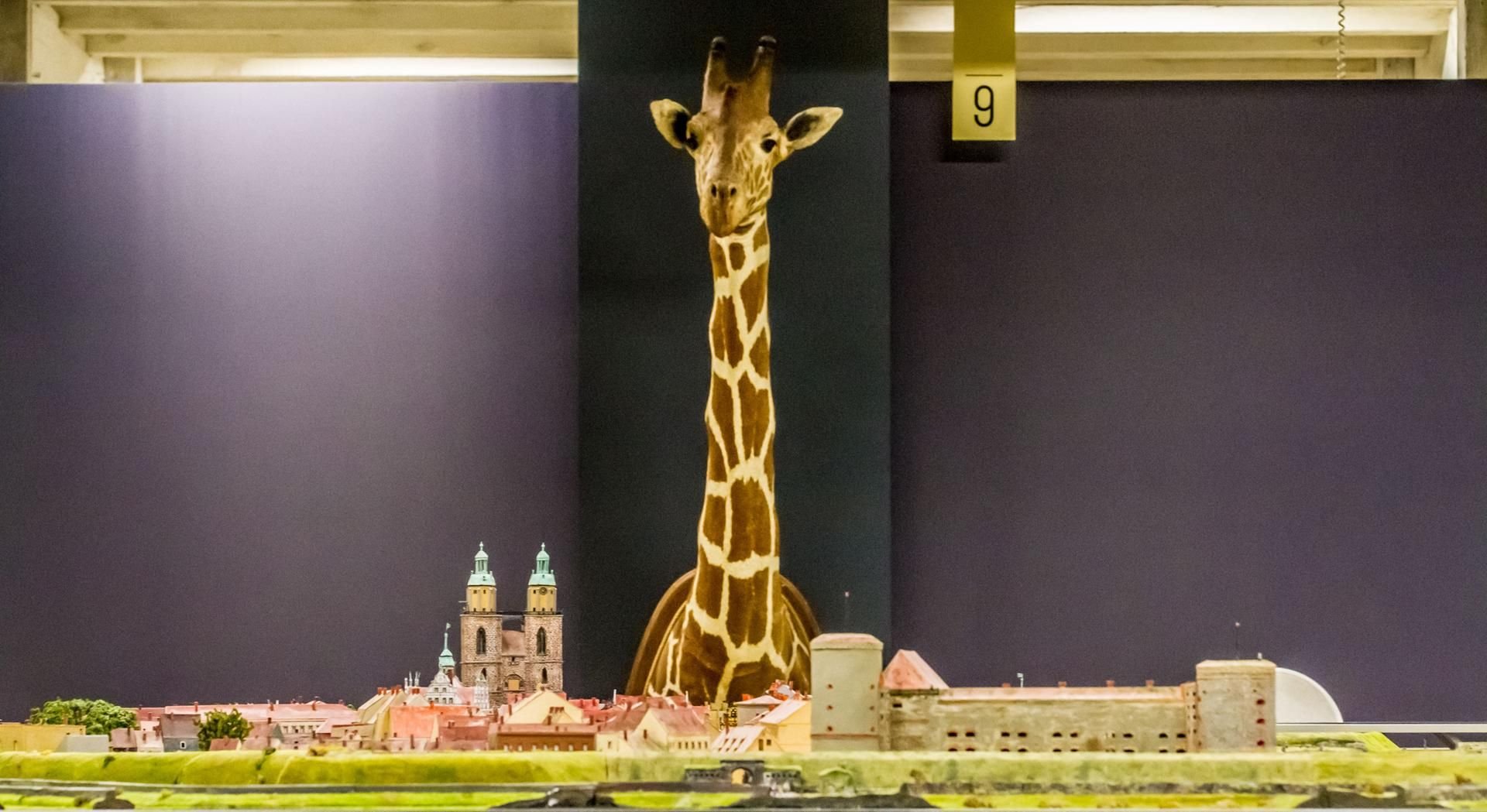 Im Foyer des Zeughauses guckt die Giraffe der Riemer-Sammlung auf das historische Stadtmodell der Lutherstadt.