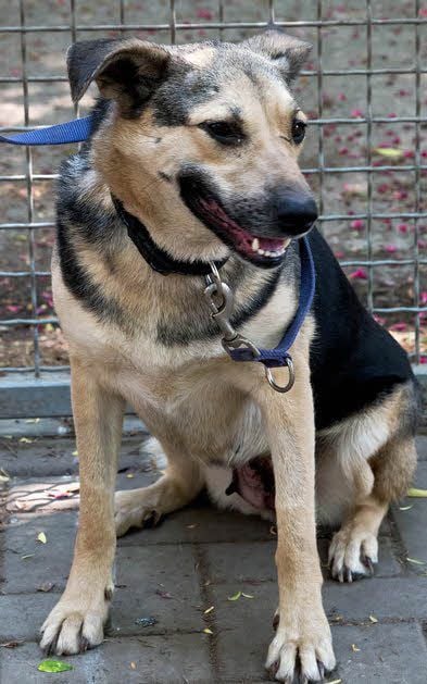 Laika hat eine Kugel im Kopf