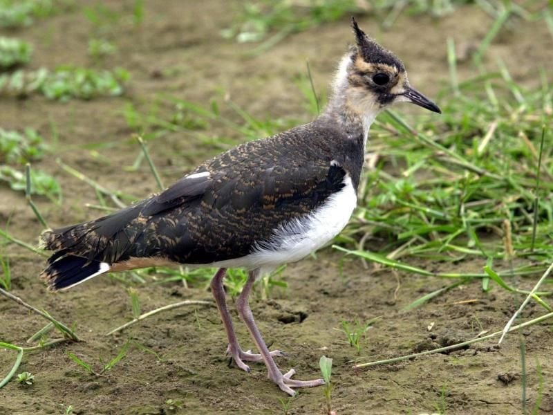 Ein junger Kiebitz. Der Landesbund für Vogelschutz (LBV) sucht bei nächtlichen Einsätzen mit einer Drohne mit Wärmebildkamera nach Vögeln, deren Stimmen immer seltener in dem morgendlichen Konzert zu hören sind: Wiesenbrütern. Foto: Roland Scheidemann