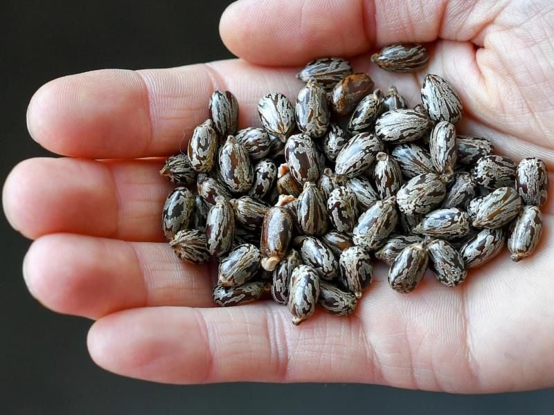 Samen des Rizinus oder Wunderstrauchs (Ricinus communis): Das daraus gewonnnen Rizin kann schon in geringer Konzentration tödlich sein. Foto: Jens Kalaene