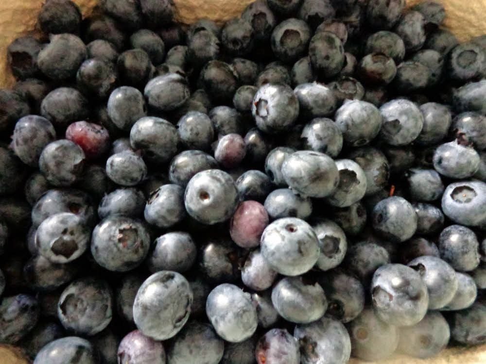 Heidelbeeren gibt es von Ende Juni bis September.