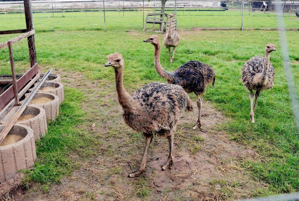 Da waren’s nur noch vier: Unbekannte haben die Hälfte aller Straußenküken auf der Trebnitzer Farm gestohlen. Warum, bleibt unklar.