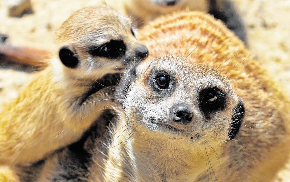 Die putzigen Erdmännchen sind eine Attraktion für die Besucher.