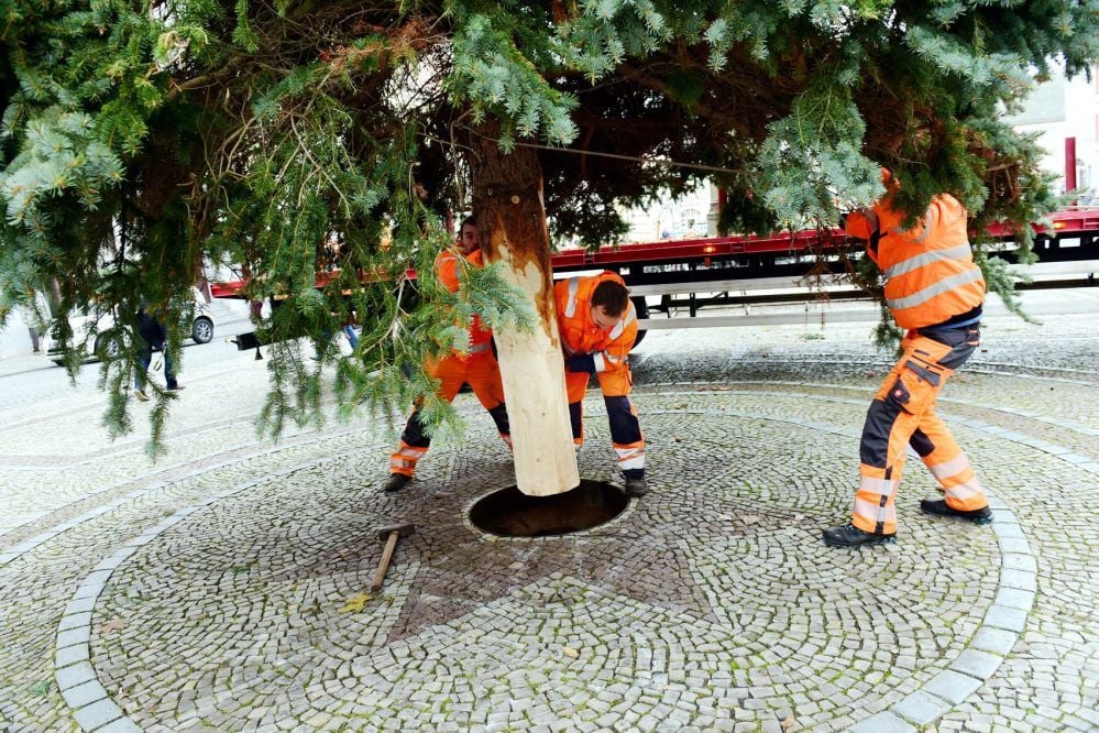 Weihnachtsmarkt Eisleben: Die Betriebshofmitarbeiter helfen, den Stamm in den Boden zu lassen.