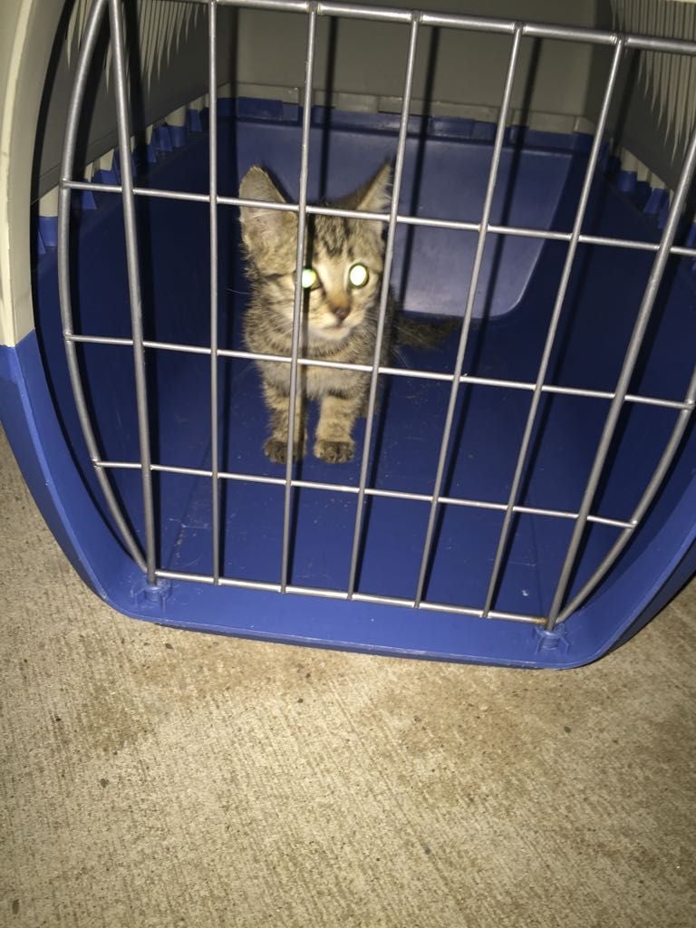 Die in Gelsenkirchen gerettete Katze