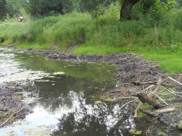 Oft schieben die Tiere Schlamm und Bodengrund auf, um den Wasserstand zu halten