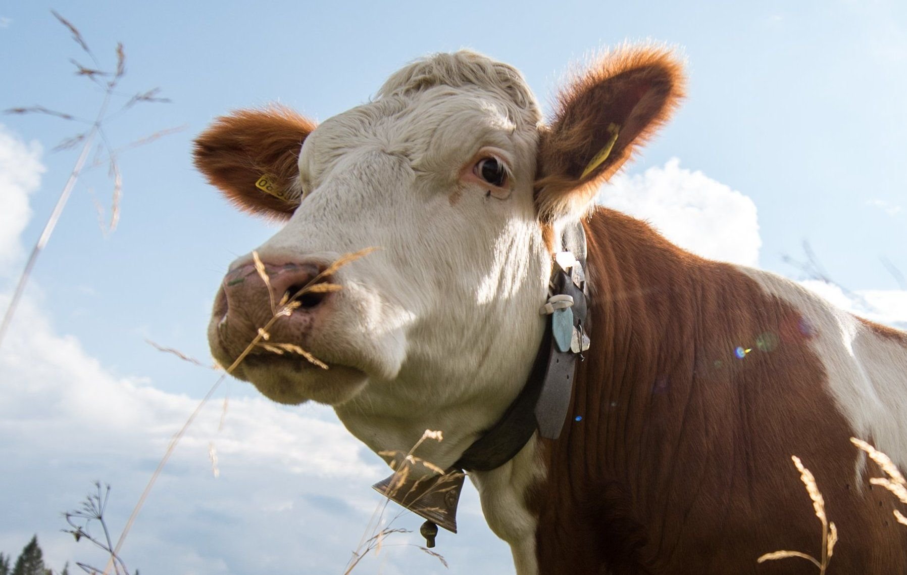 Auf dem Weg zur Schlachtbank flüchtete eine Kuh. (Symbolbild)